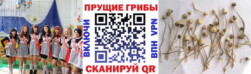 Галлюциногенные грибы Psilocybine cubensis  ОМГ ОМГ   Коломна 